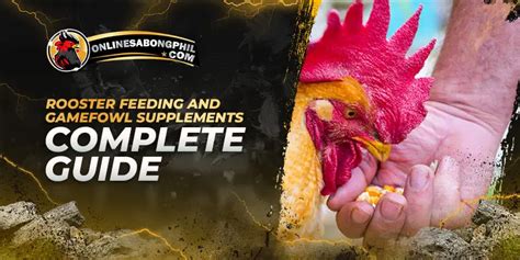 feeding guide for gamefowl conditioning|Gamefowl Feeding Program: A Comprehensive Guide .